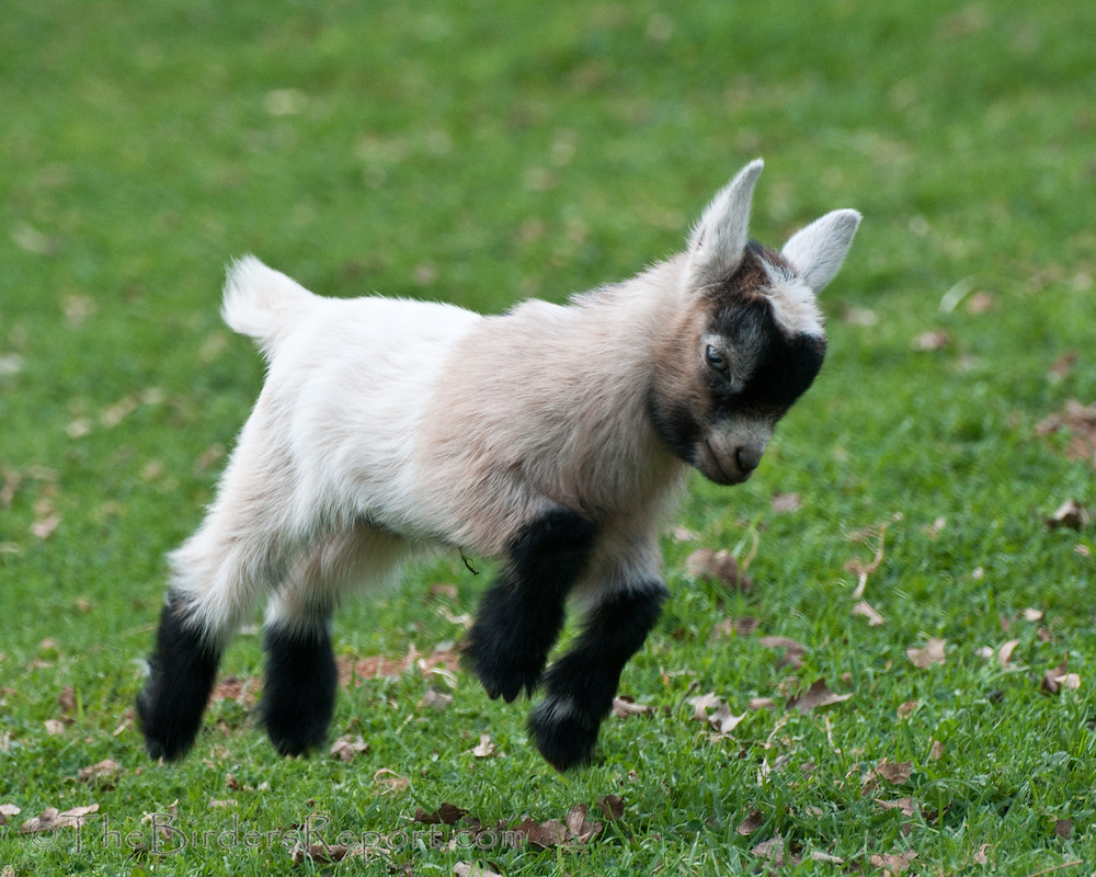 A pygmy goat in the paddock at Tiny Dancers, on the Queensland coast