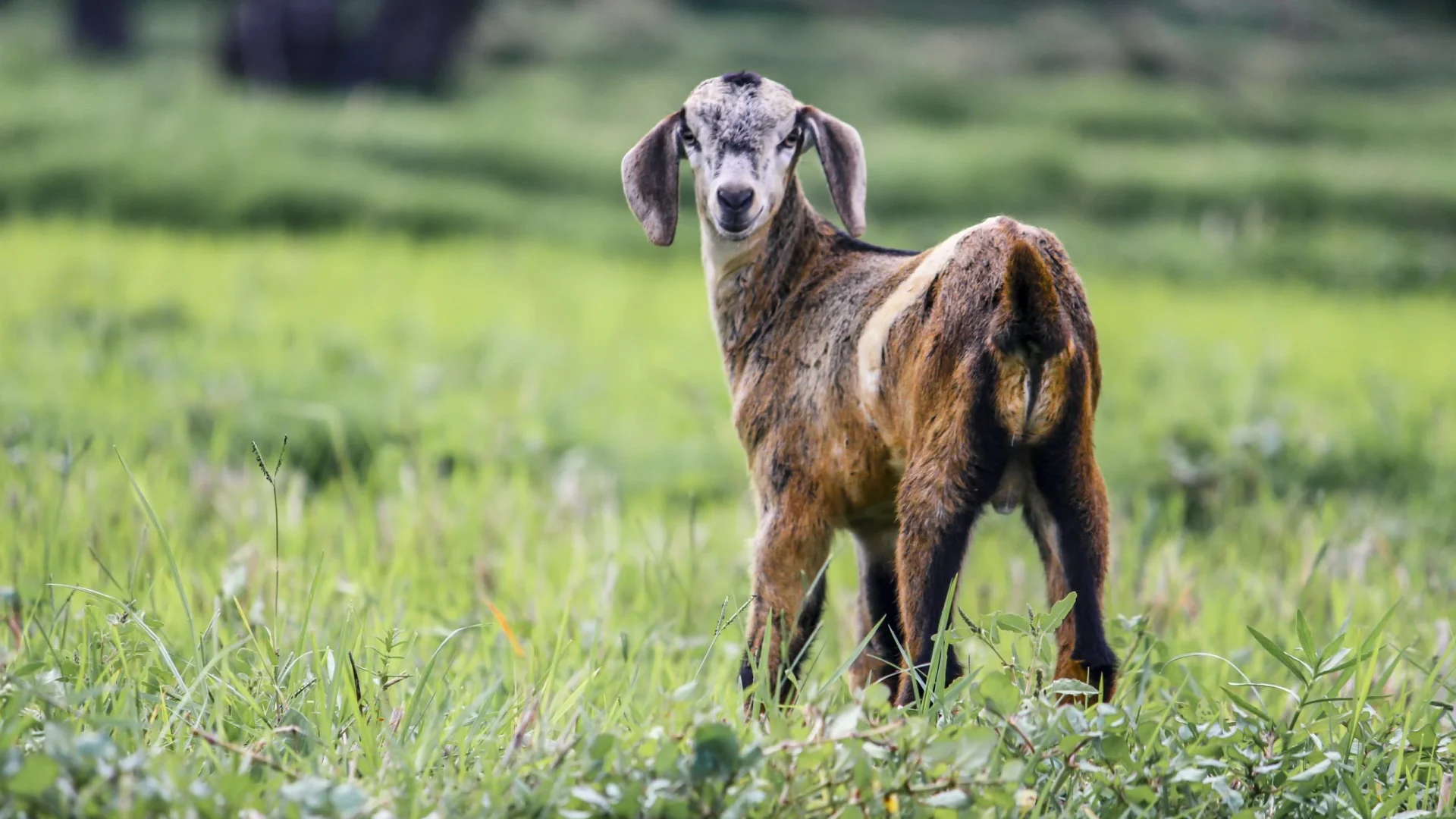 No Kidding: A guide to healthy goats