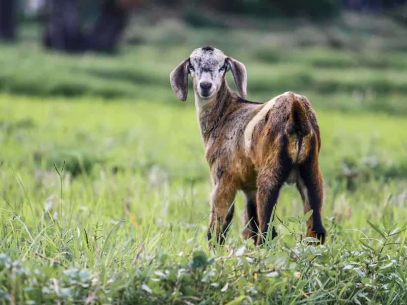 No Kidding: A guide to healthy goats