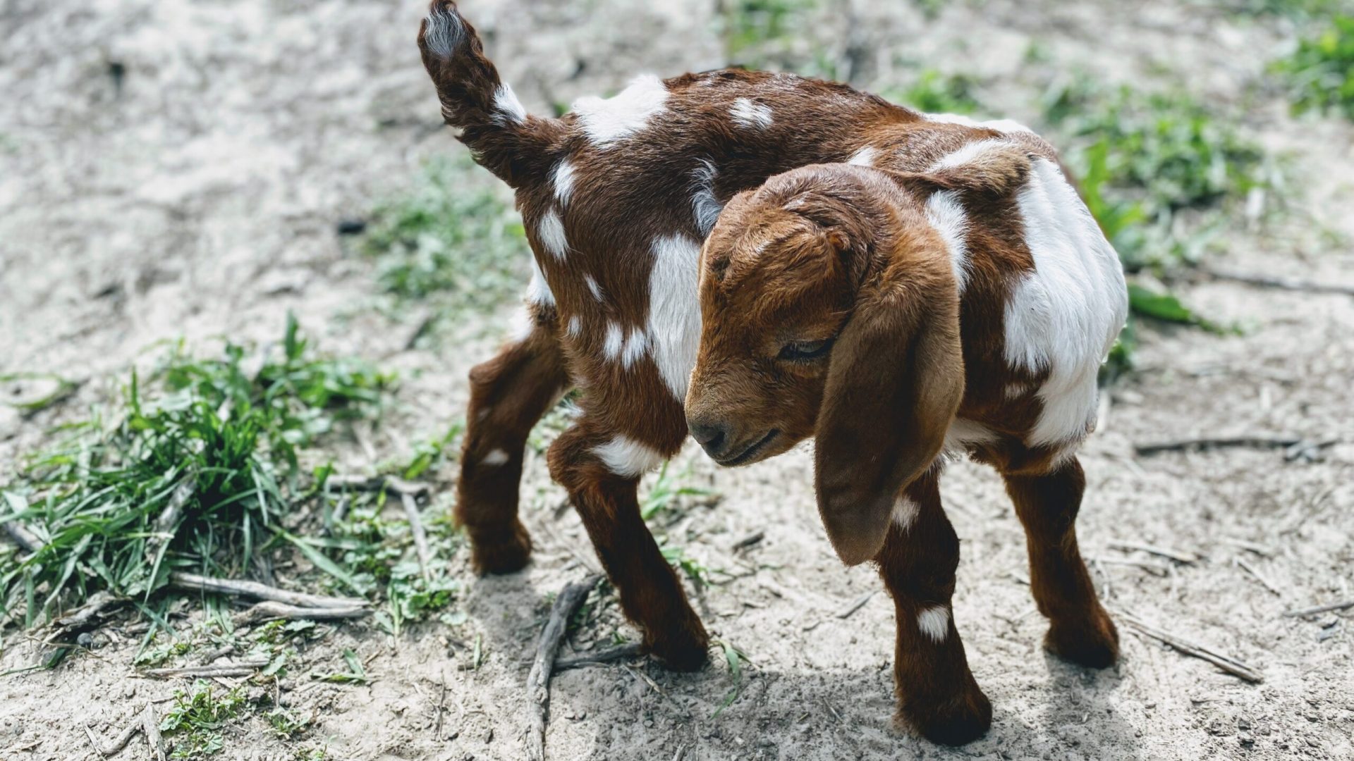 Goatproof: Preparing your property