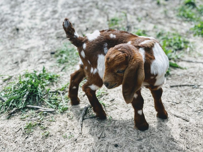 Goatproof: Preparing your property