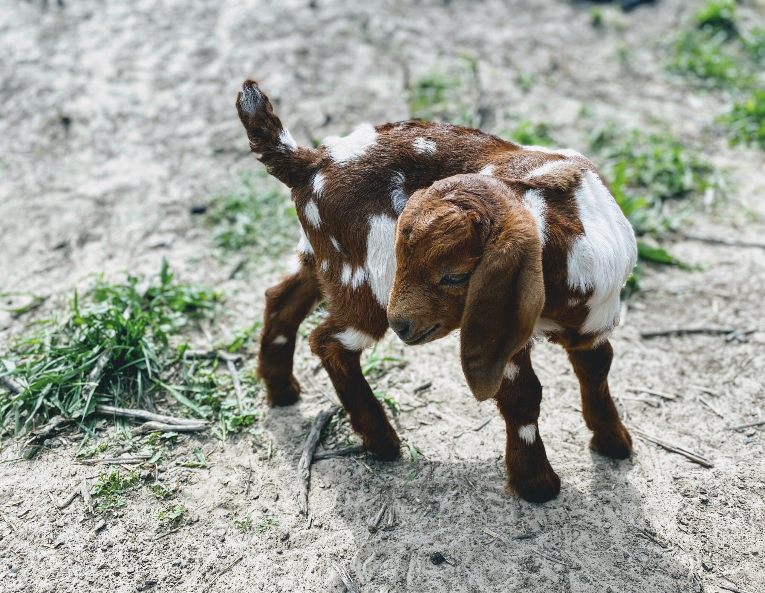 Considerations Before Buying Pygmy Goats