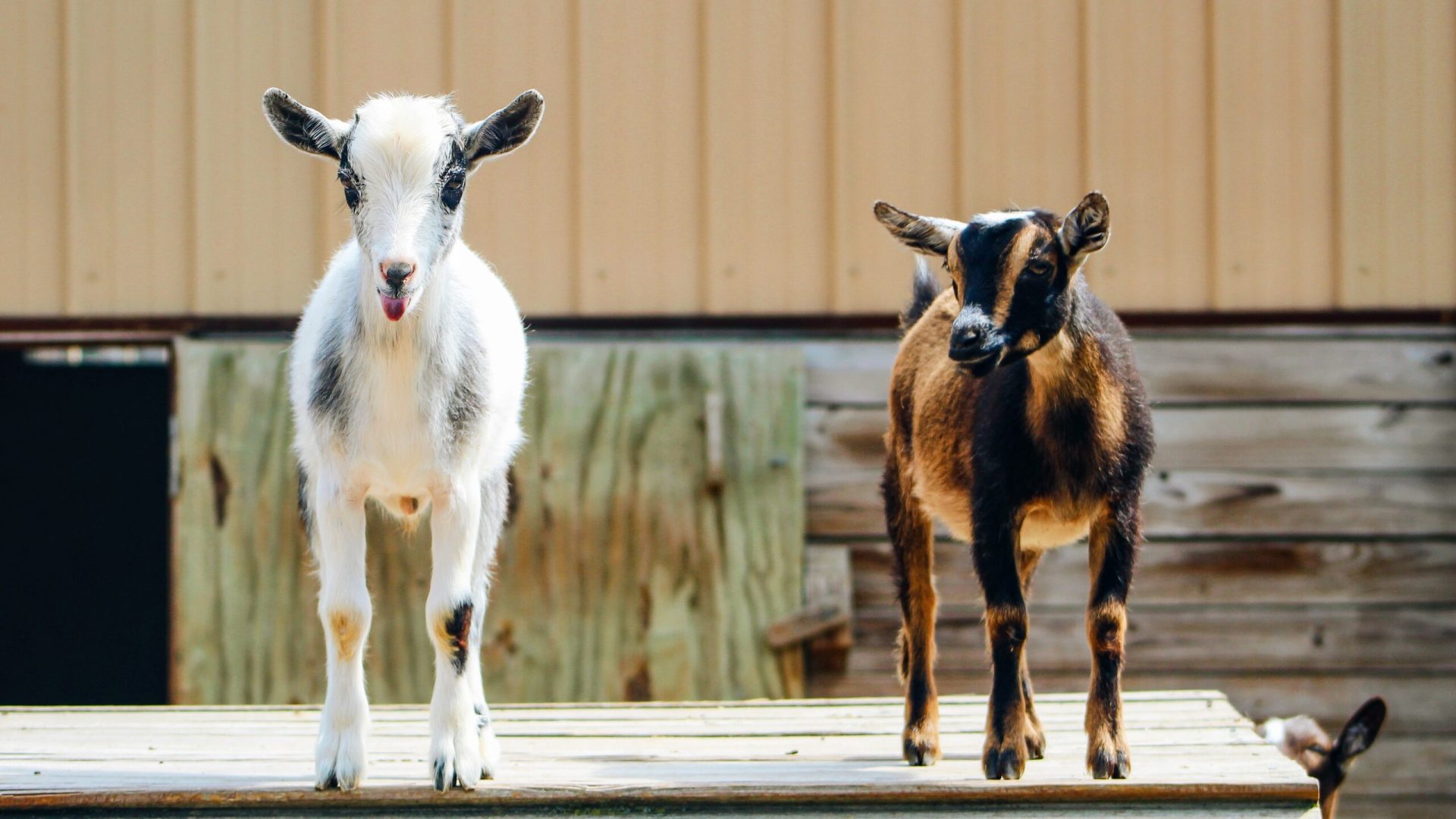 Predators: Keeping your goats safe