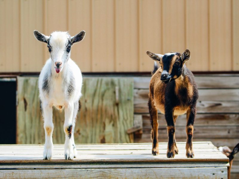 Predators: Keeping your goats safe