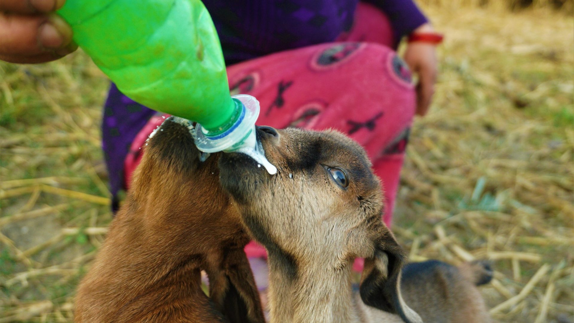 Gourmet Goats: Feeding your tribe