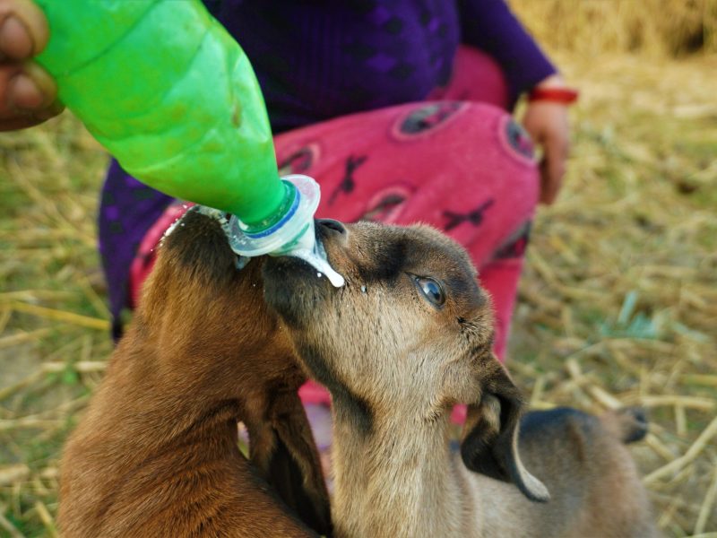 Gourmet Goats: Feeding your tribe
