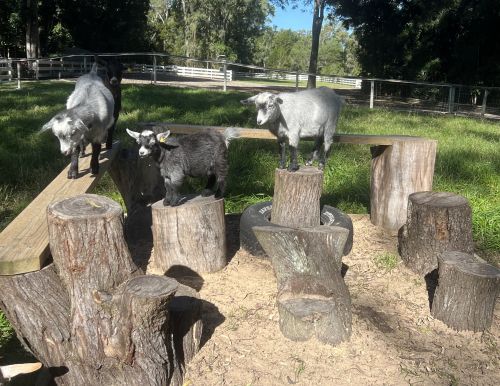 Goats on stumps in their play area