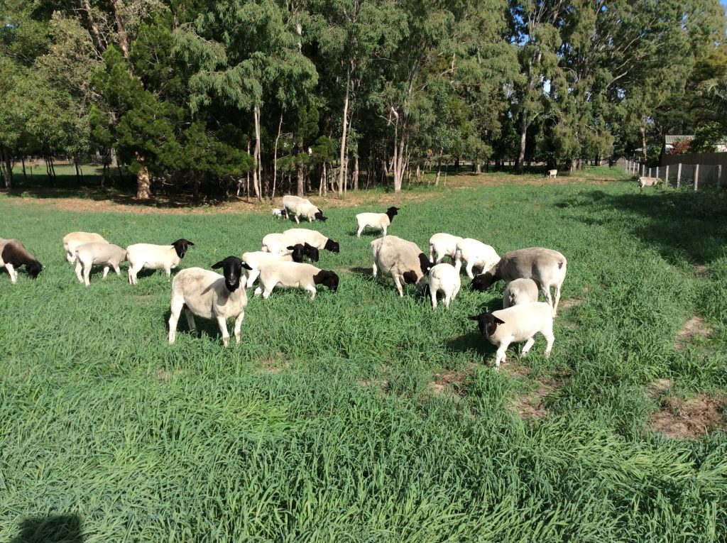Dorper sheep grazing