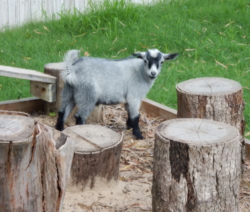 Jack posing on a stump