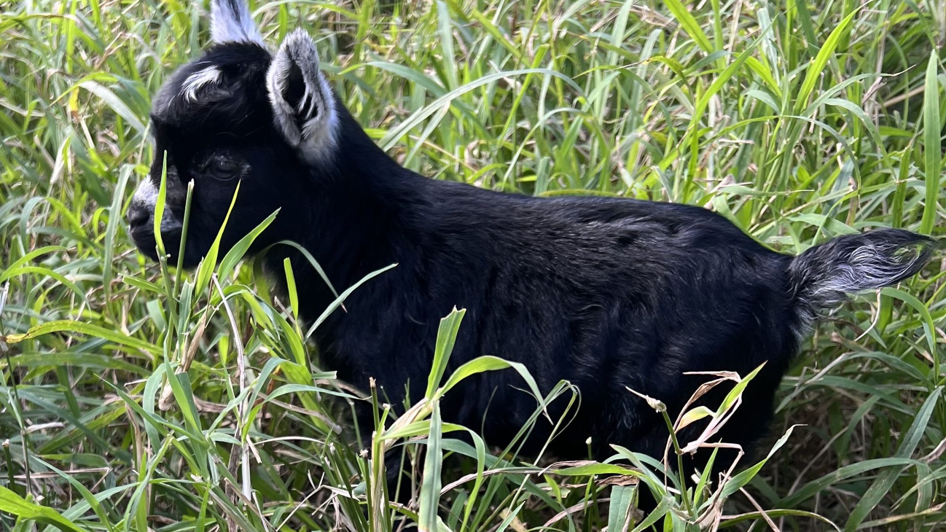 Baby goats are on their way!
