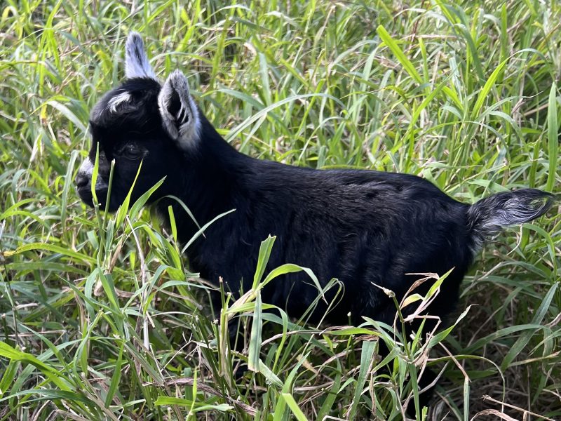 Baby goats are on their way!