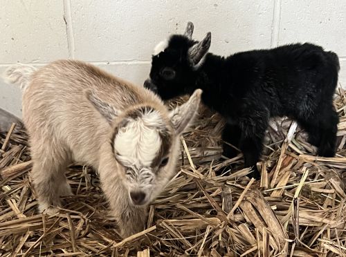 Ebony and Ivory, twin kids