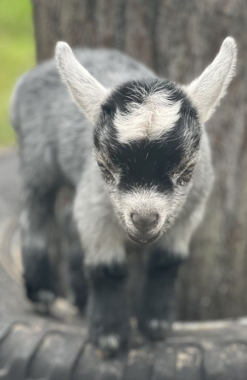 Creme, a grey and white kid