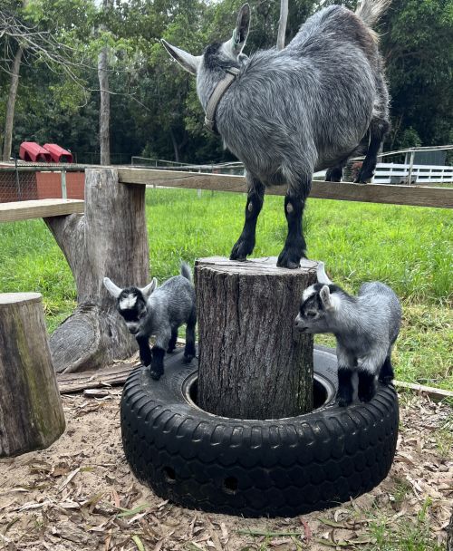 Pygmy goats at Tiny Dancers