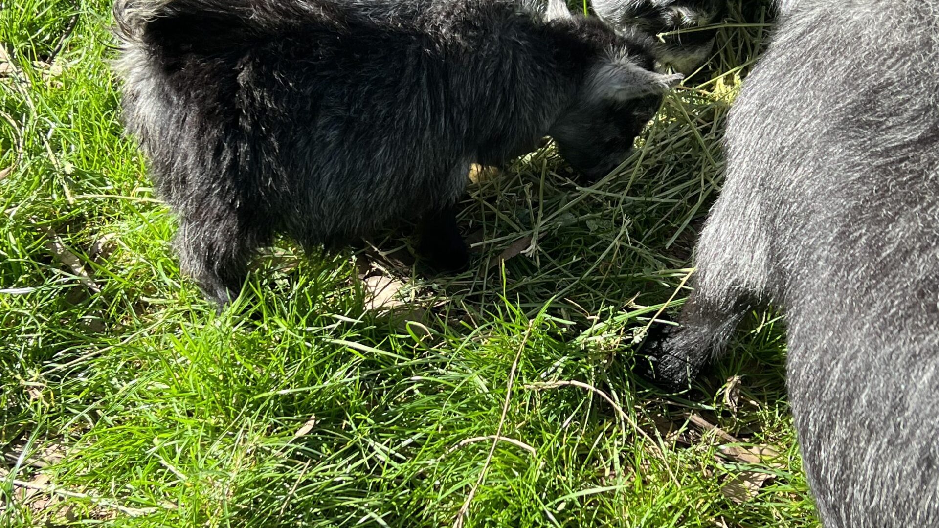 You just can’t help falling in love with a Pygmy goat.