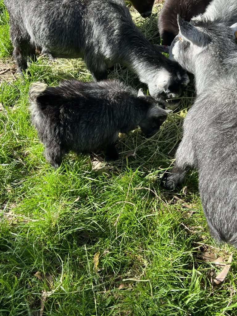 You just can’t help falling in love with a Pygmy goat.