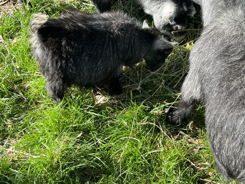 You just can’t help falling in love with a Pygmy goat.