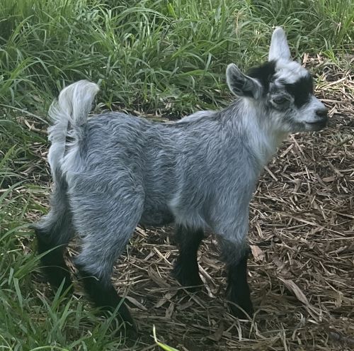 Choosing your Pygmy