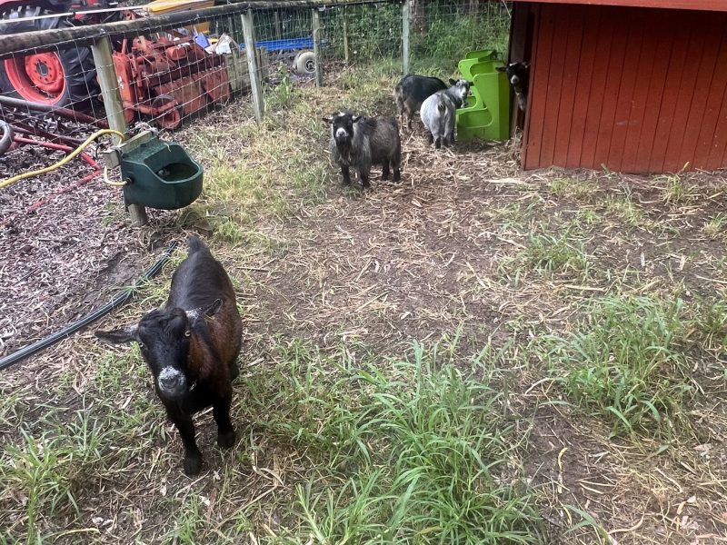 Pygmy goats at Tiny Dancers
