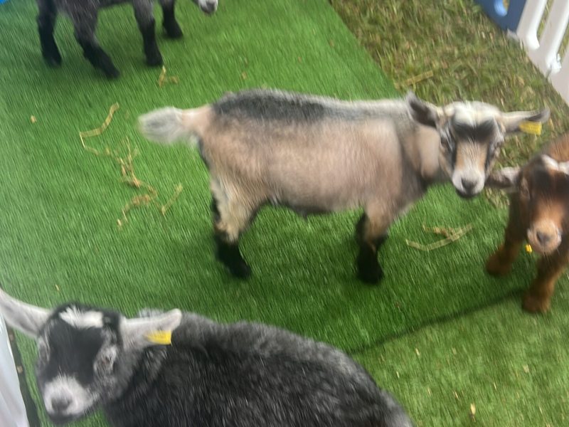 Pygmy goats at Tiny Dancers