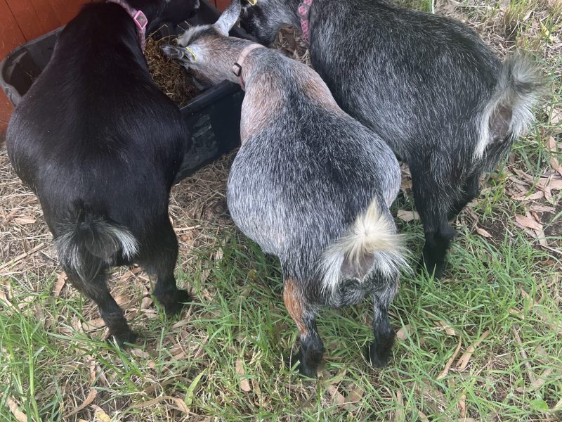 Pygmy goats at Tiny Dancers