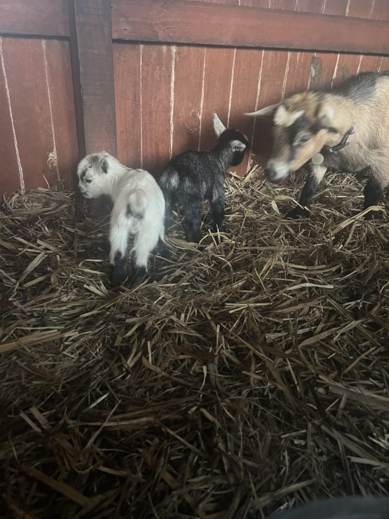 Pygmy goats at Tiny Dancers