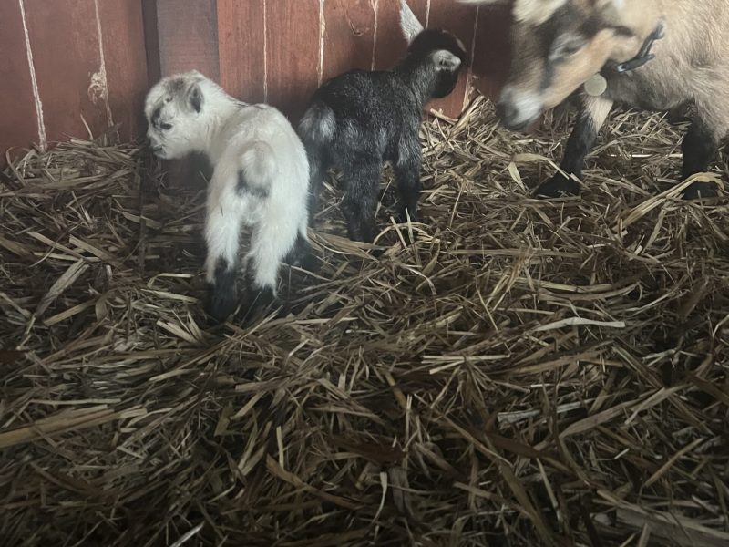 First of our New Arrivals