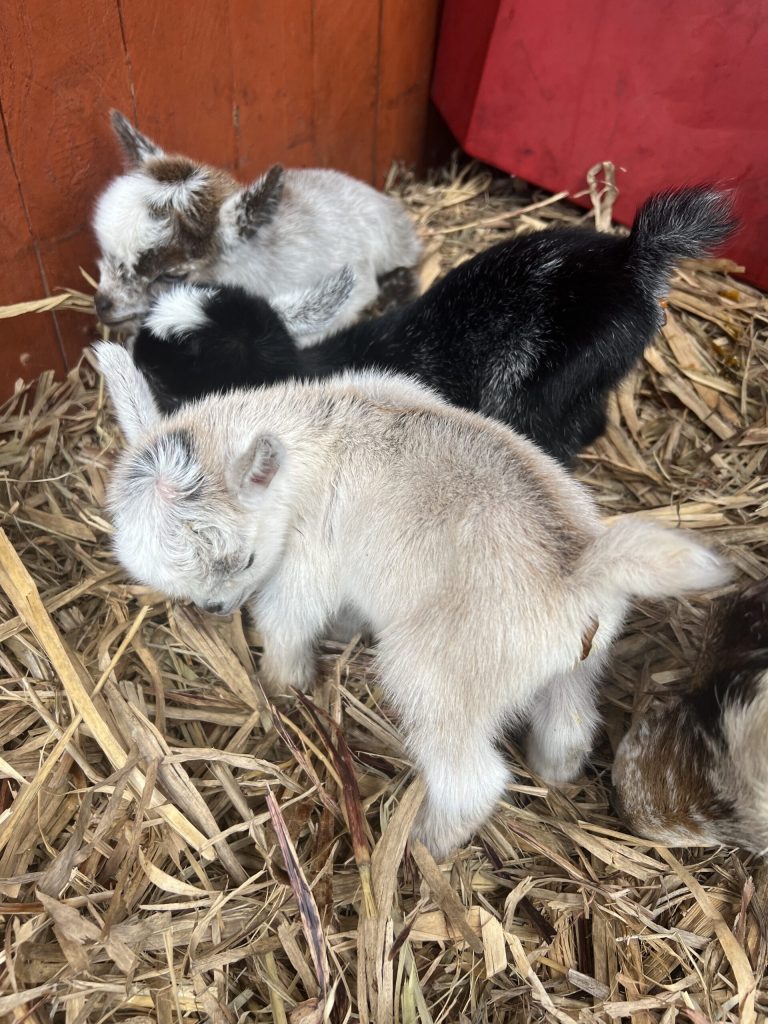 Pygmy goats at Tiny Dancers
