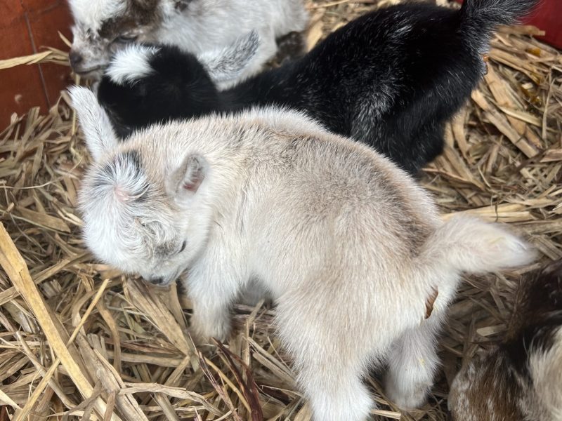 Pygmy goats at Tiny Dancers