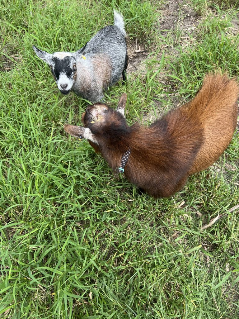 Pygmy goats at Tiny Dancers