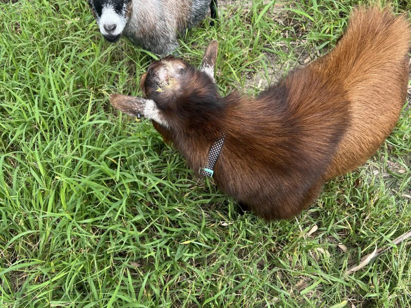 Pygmy goats at Tiny Dancers
