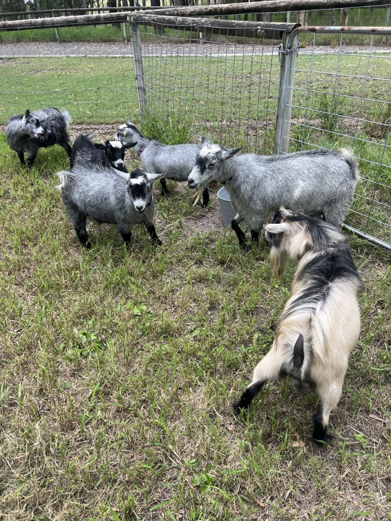 Pygmy goats at Tiny Dancers