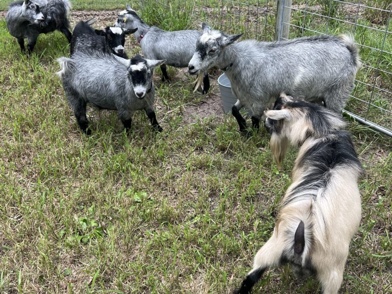 Pygmy goats at Tiny Dancers