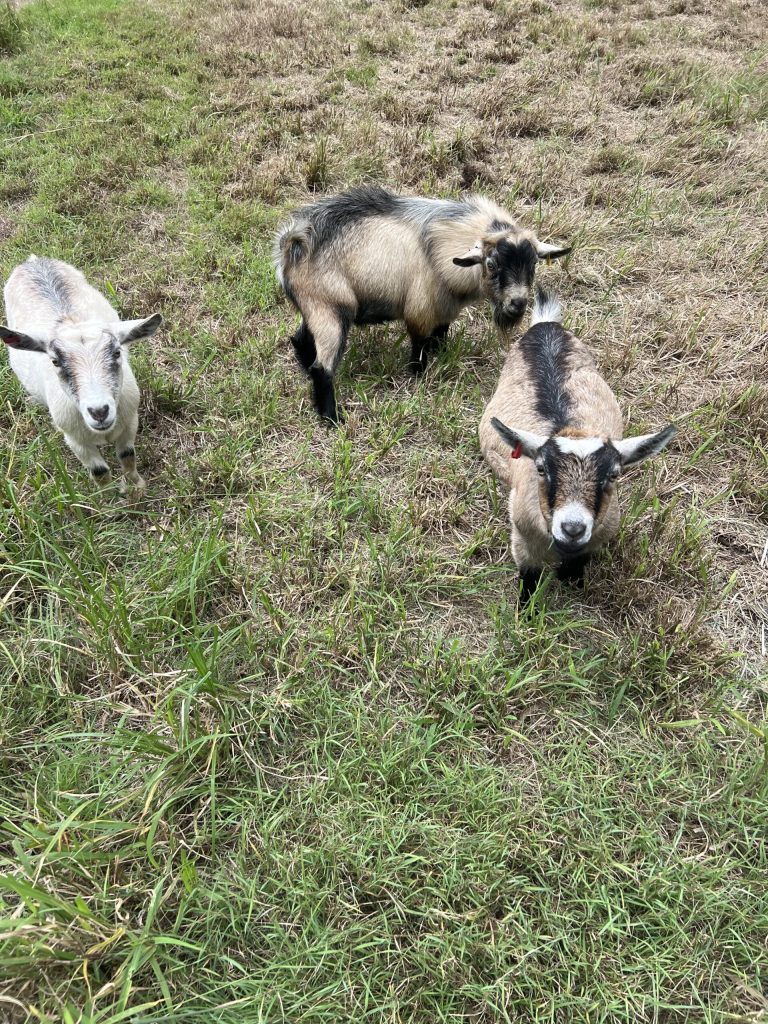 Pygmy goats at Tiny Dancers