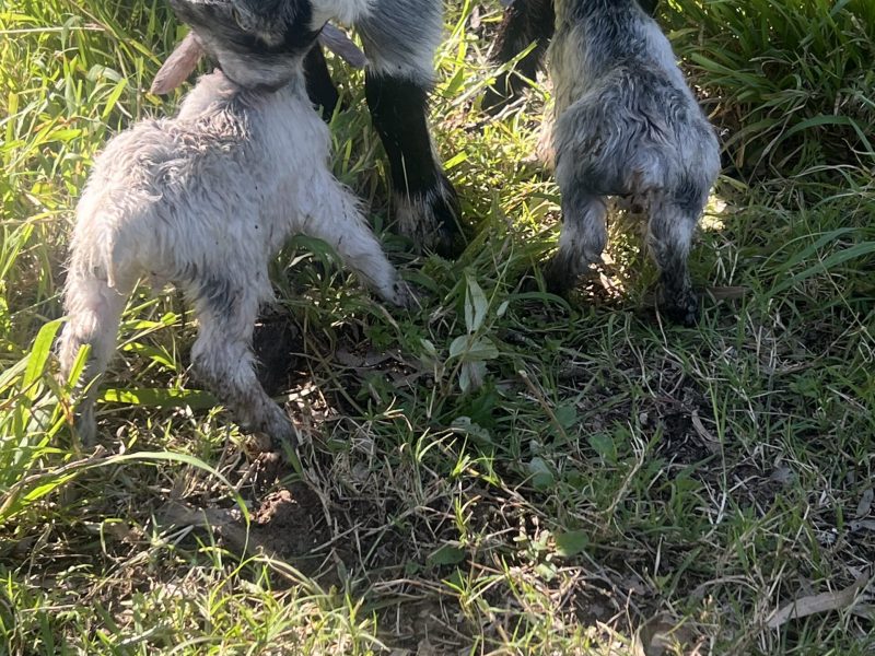 A pygmy goat kid at Tiny Dancers