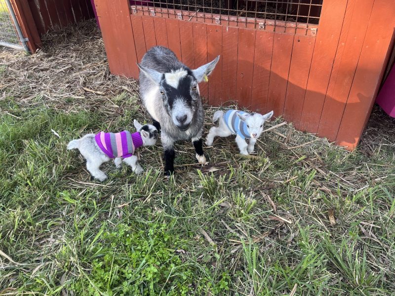 Pygmy goats at Tiny Dancers