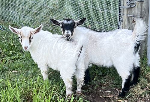 Wethers
